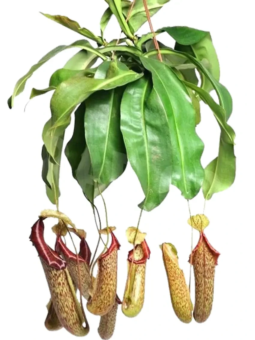 Foshan Youngplants - Nepenthes Miranda Fly Trapper Tray Indoor Natural Plant Nepenthes 1