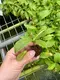 Nepenthes Miranda Fly Trapper: Indoor Natural Plant 2
