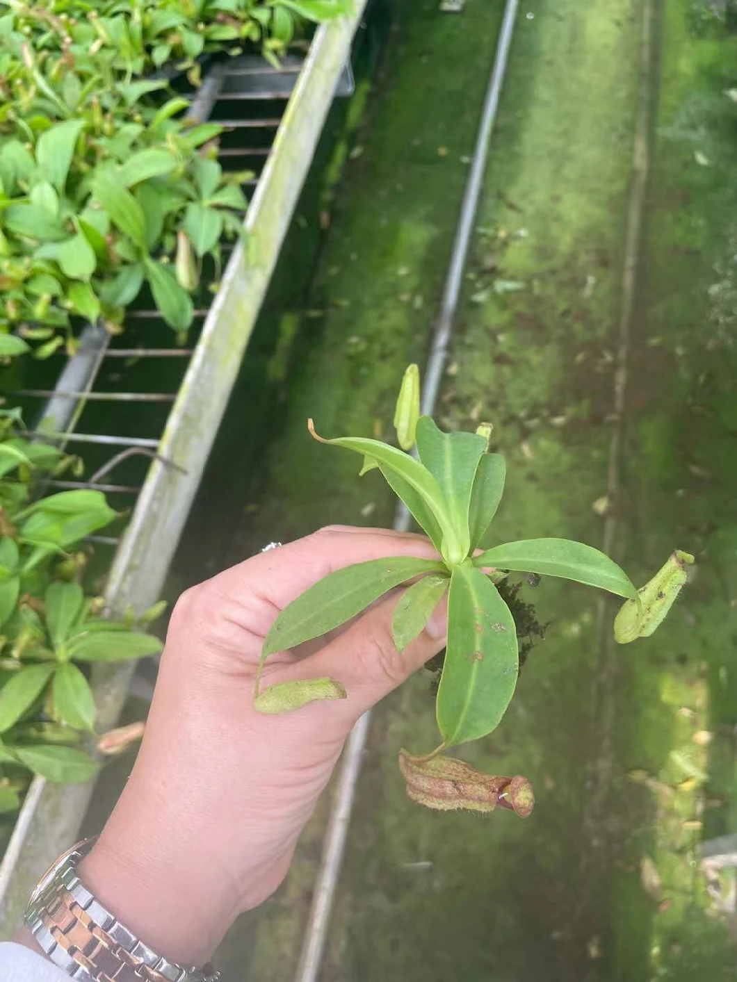 Nepenthes Miranda Fly Trapper Tray Indoor Natural Plant