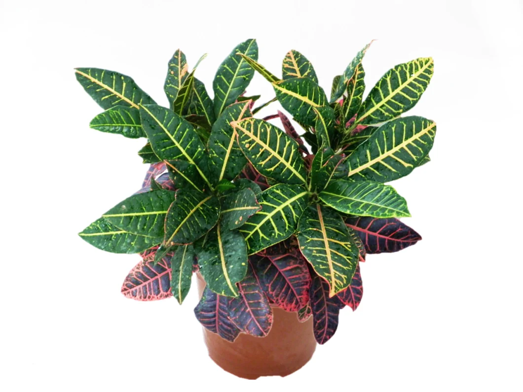 Codiaeum Variegatum Pictum Bonsai Tray Natural Live Indoor Plant