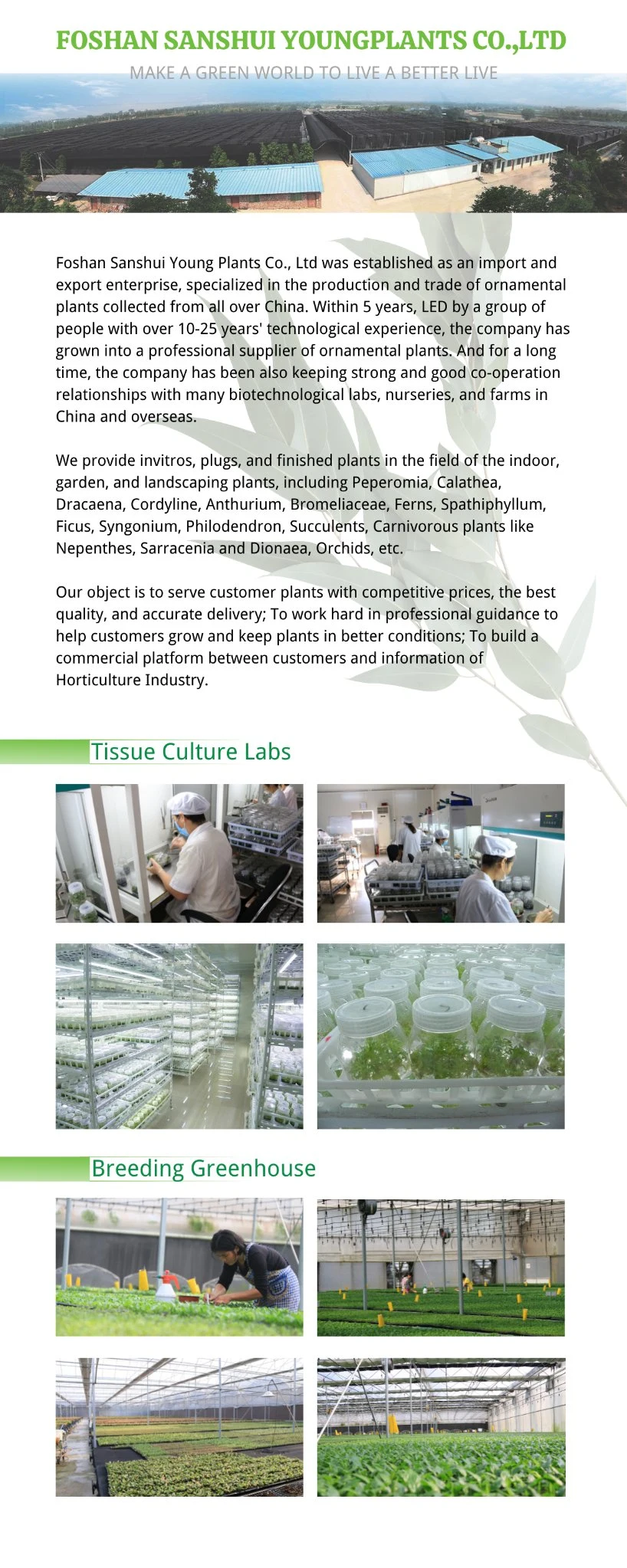 Pachira Macrocarpa Stems Wholesale Import Plant