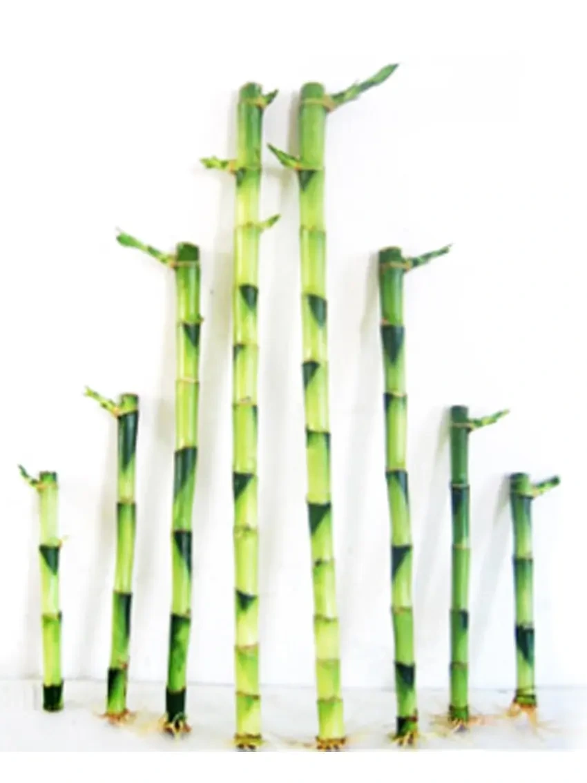 Foshan Youngplants - Straight Lucky Bamboo 20cm Wholesale Import From China Bamboo 1