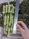 20cm Straight Lucky Bamboo Wholesale - High-Tech Innovation by Foshan Sanshui Youngplants 2