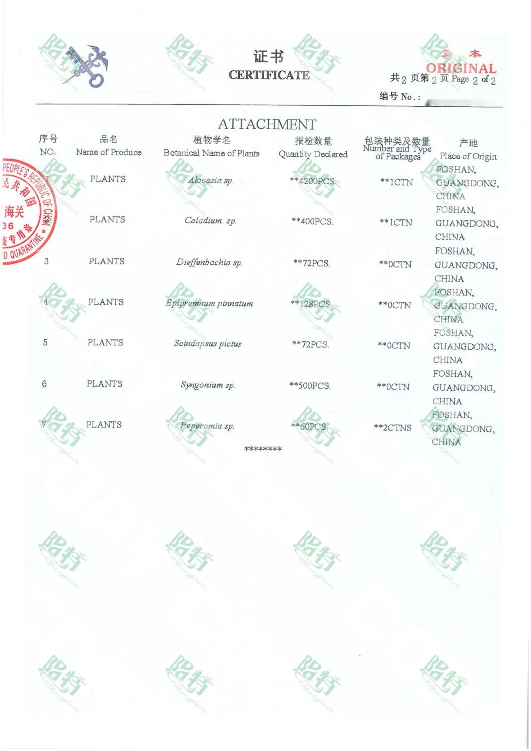 Pachira Macrocarpa Stems Wholesale Import Plant