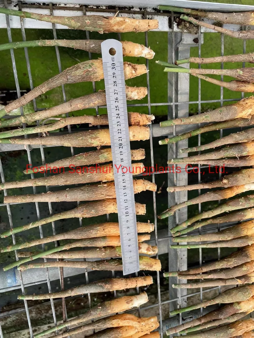 Pachira Macrocarpa Stems Wholesale Import Plant