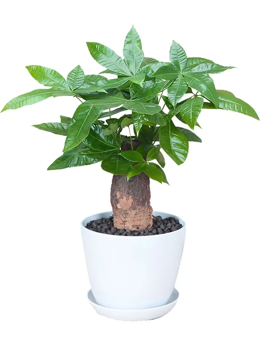 Foshan Youngplants - Pachira Macrocarpa Stems Wholesale Import Plant Others Side Products 1