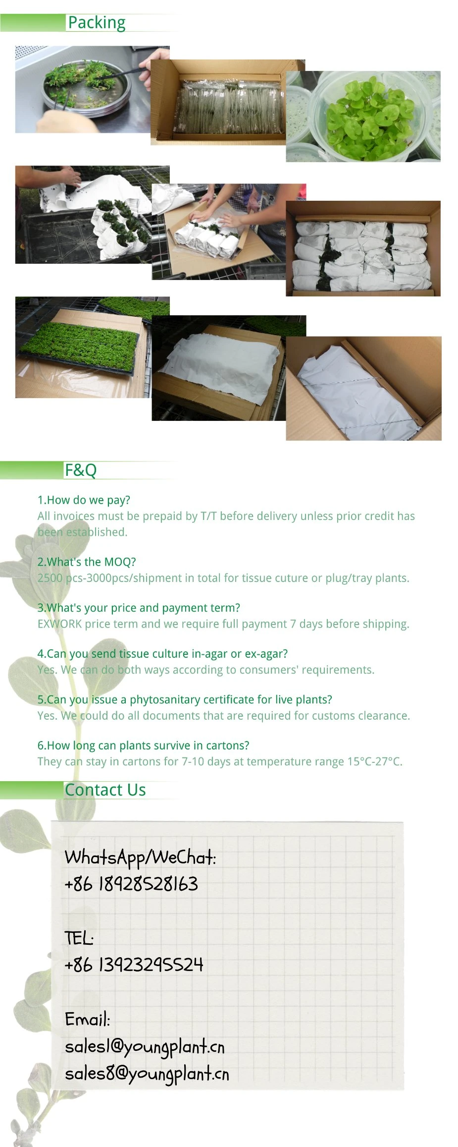 Pachira Macrocarpa Stems Wholesale Import Plant
