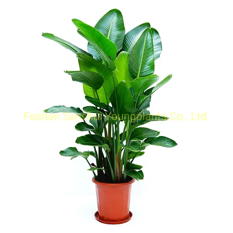 Strelitzia Augusta White Flower Seeds - High-Tech Breeding - Multi-Use Plant 2