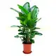 Strelitzia Augusta White Flower Seeds - High-Tech Breeding - Multi-Use Plant 2