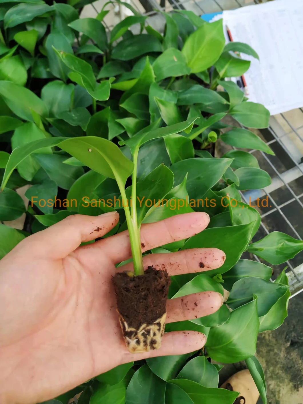 Strelitzia Augusta White Flowers Plant From Seeds Breeding Import
