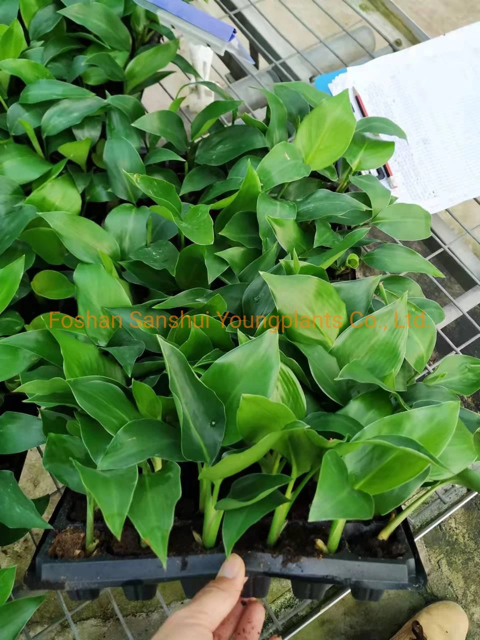 Strelitzia Augusta White Flowers Plant From Seeds Breeding Import
