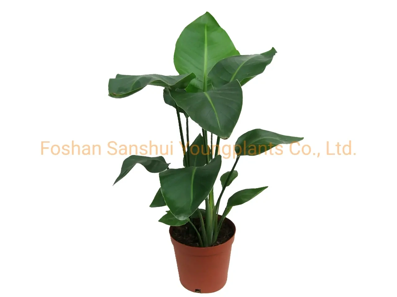 Foshan Youngplants - Strelitzia Augusta White Flowers Plant From Seeds Breeding Import Strelitzia 1