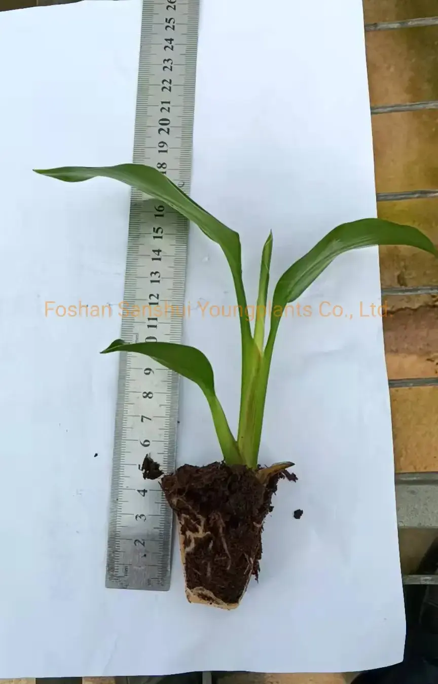 Strelitzia Augusta White Flower Seeds - High-Tech Breeding - Multi-Use Plant 3