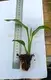 Strelitzia Augusta White Flower Seeds - High-Tech Breeding - Multi-Use Plant 3