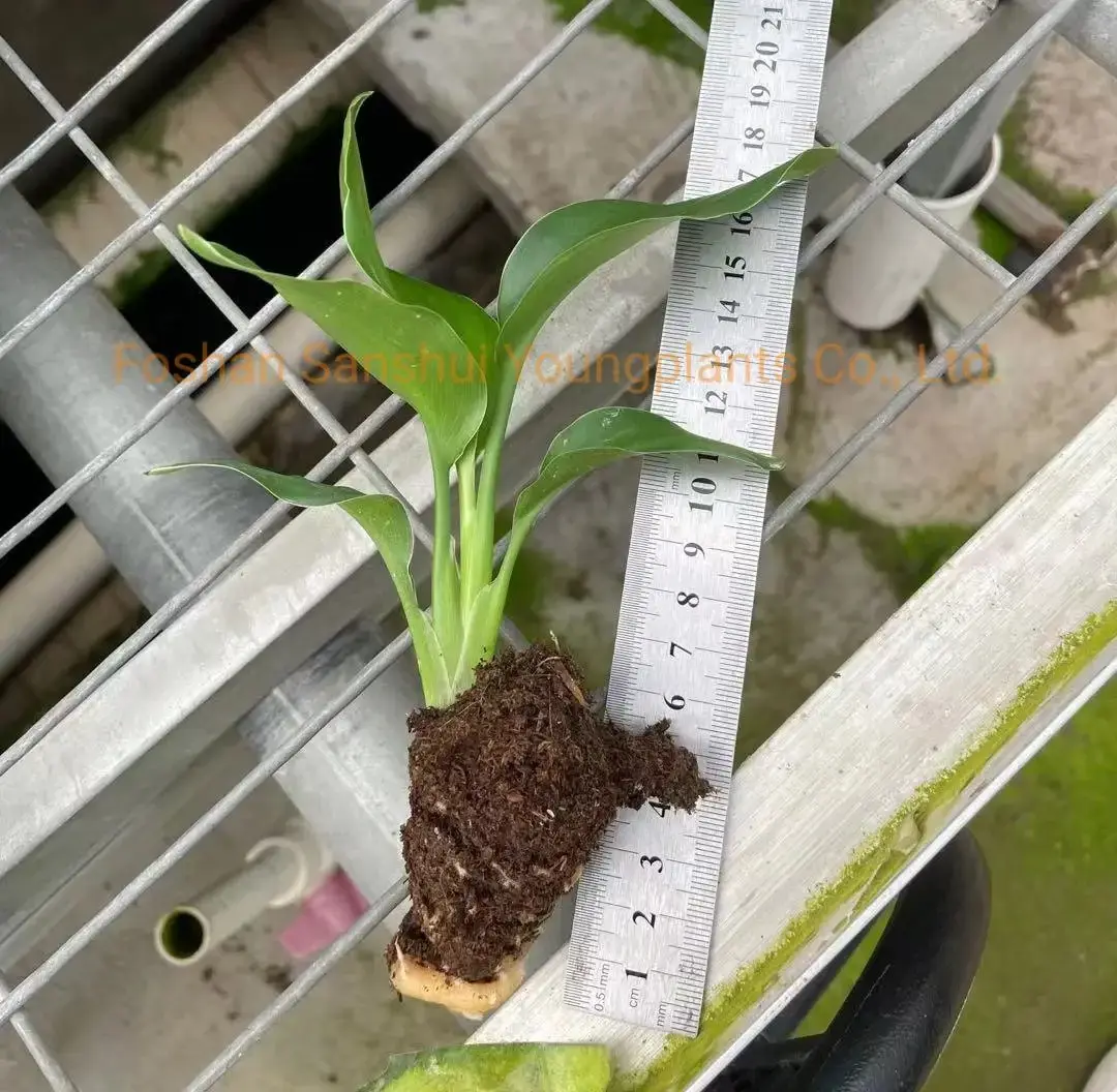 Strelitzia Reginae White Flower Tray Plant Seeds - Foshan Youngplants 3