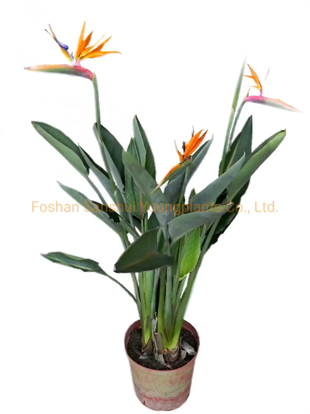 Strelitzia Reginae White Flower Tray Plant Seeds - Foshan Youngplants 2