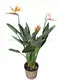 Strelitzia Reginae White Flower Tray Plant Seeds - Foshan Youngplants 2