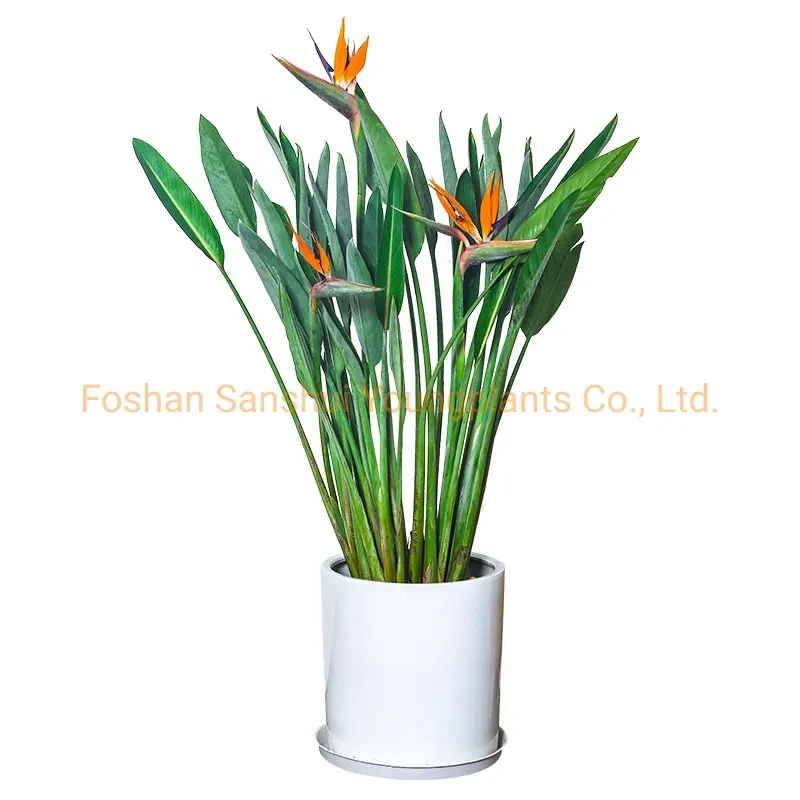 Foshan Youngplants - Strelitzia Reginae White Flowers Tray Plant From Seeds Breeding Strelitzia 1
