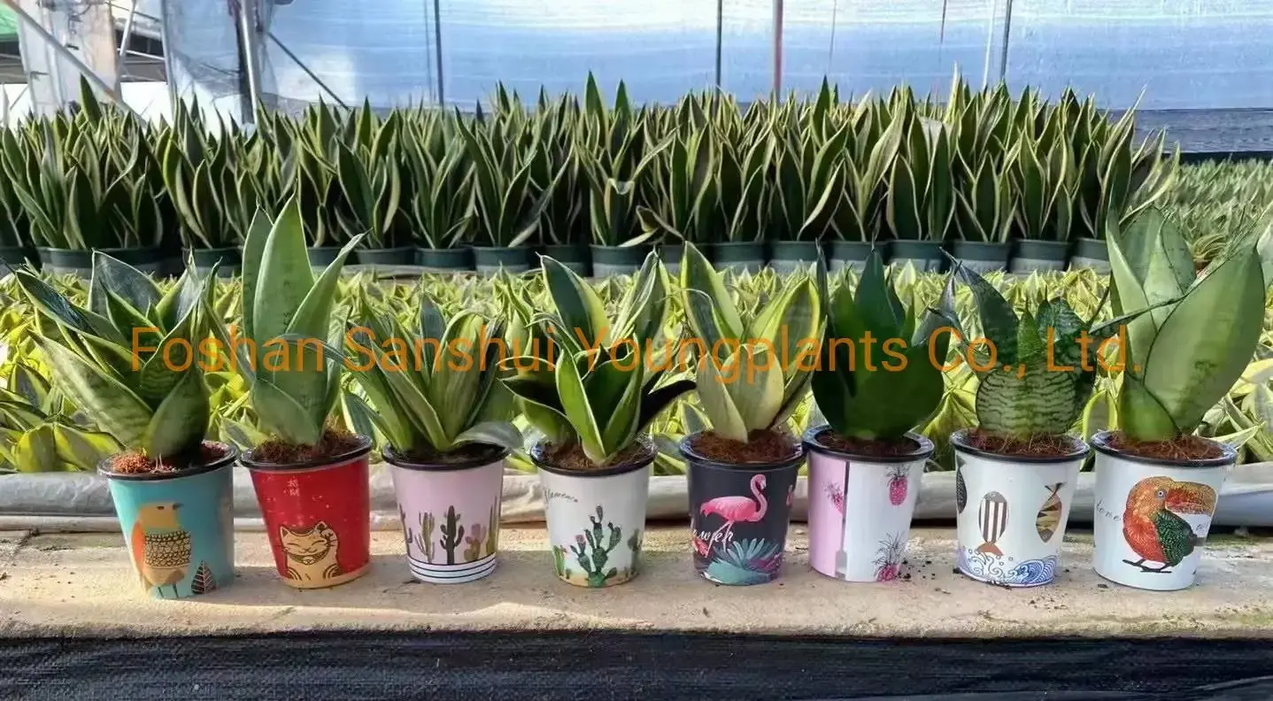 Sansevieria Laurentii Bonsai Long Wholesale Plant 2