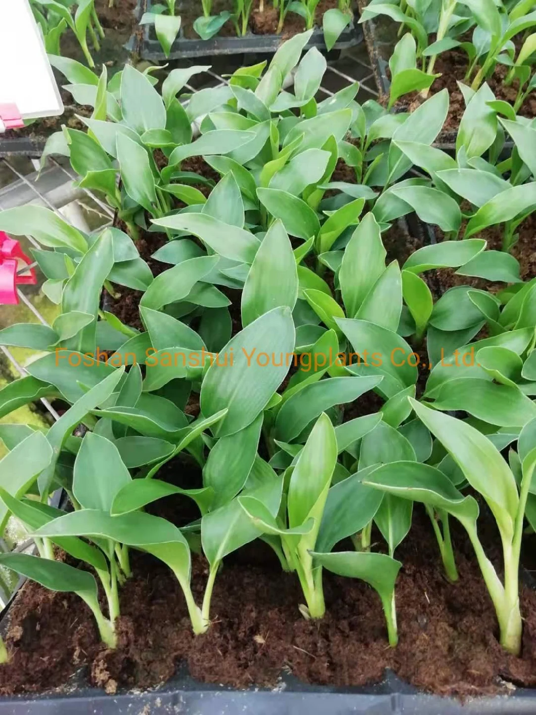 Strelitzia Reginae White Flowers Tray Plant From Seeds Breeding