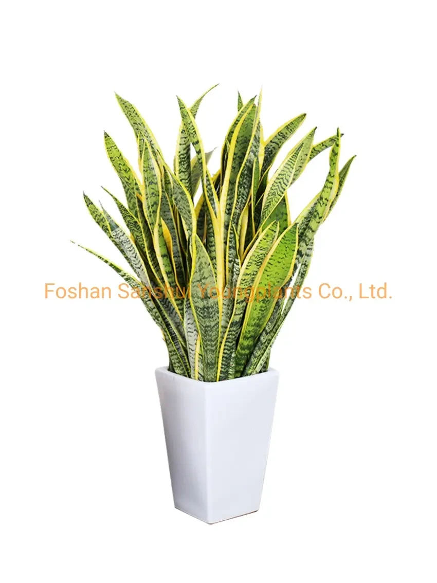 Foshan Youngplants - Sansevieria Laurentii Bonsai Long Outdoor Indoor Wholesale Plant Sansevieria 1