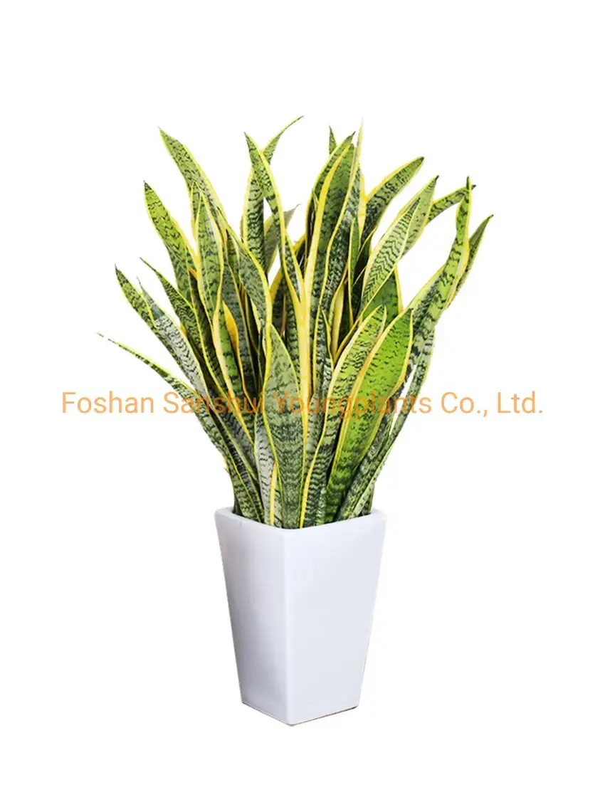 How To Own aglaonema boxer For Free