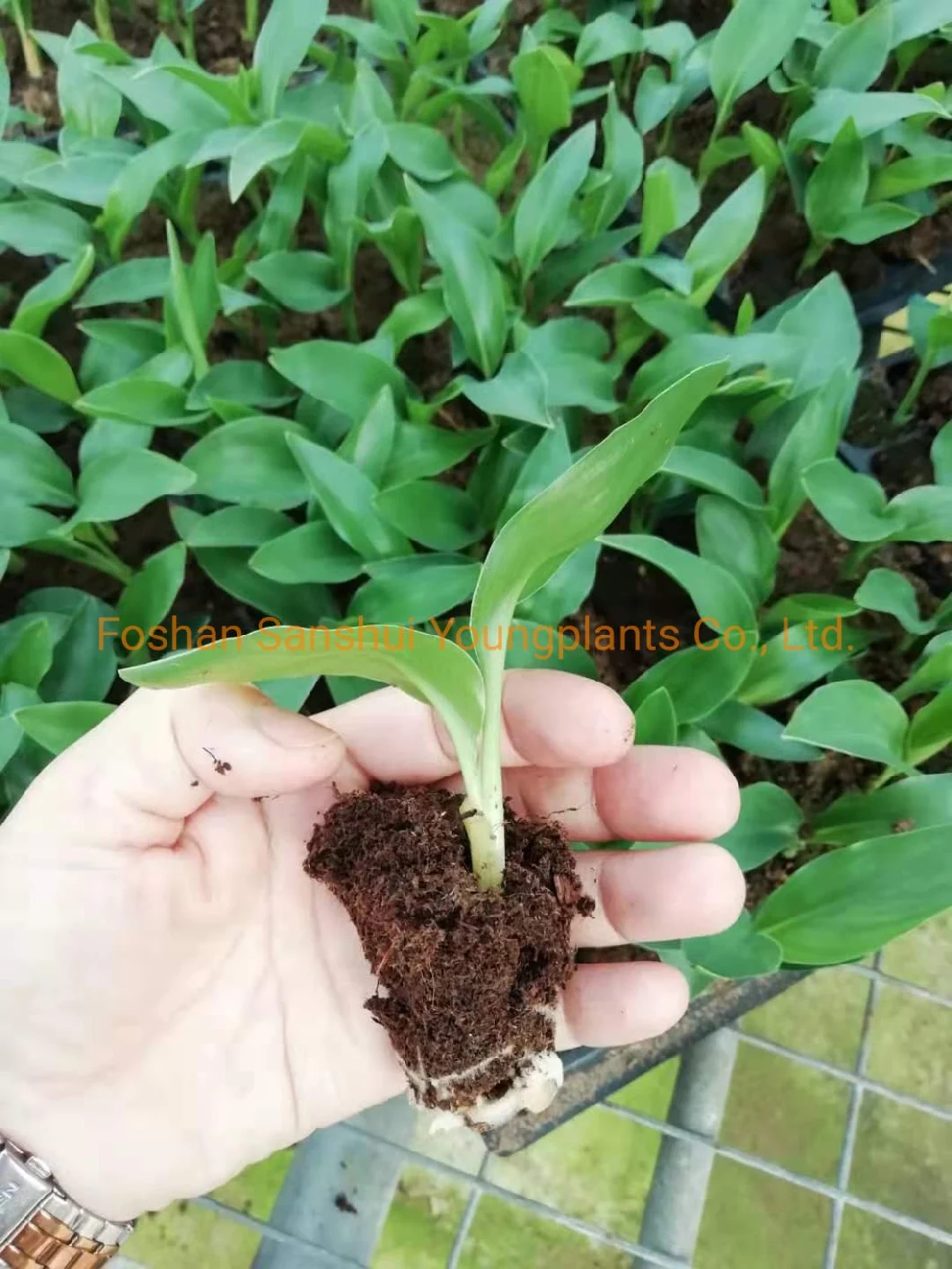 Strelitzia Reginae White Flowers Tray Plant From Seeds Breeding
