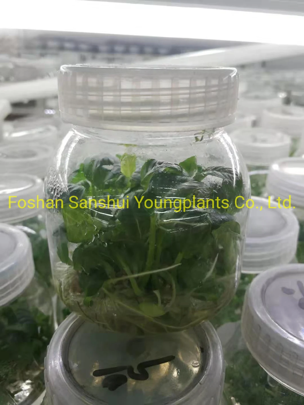 Xanthosoma Tissue Culture Young Natural Live Plant Import Wholewale From China