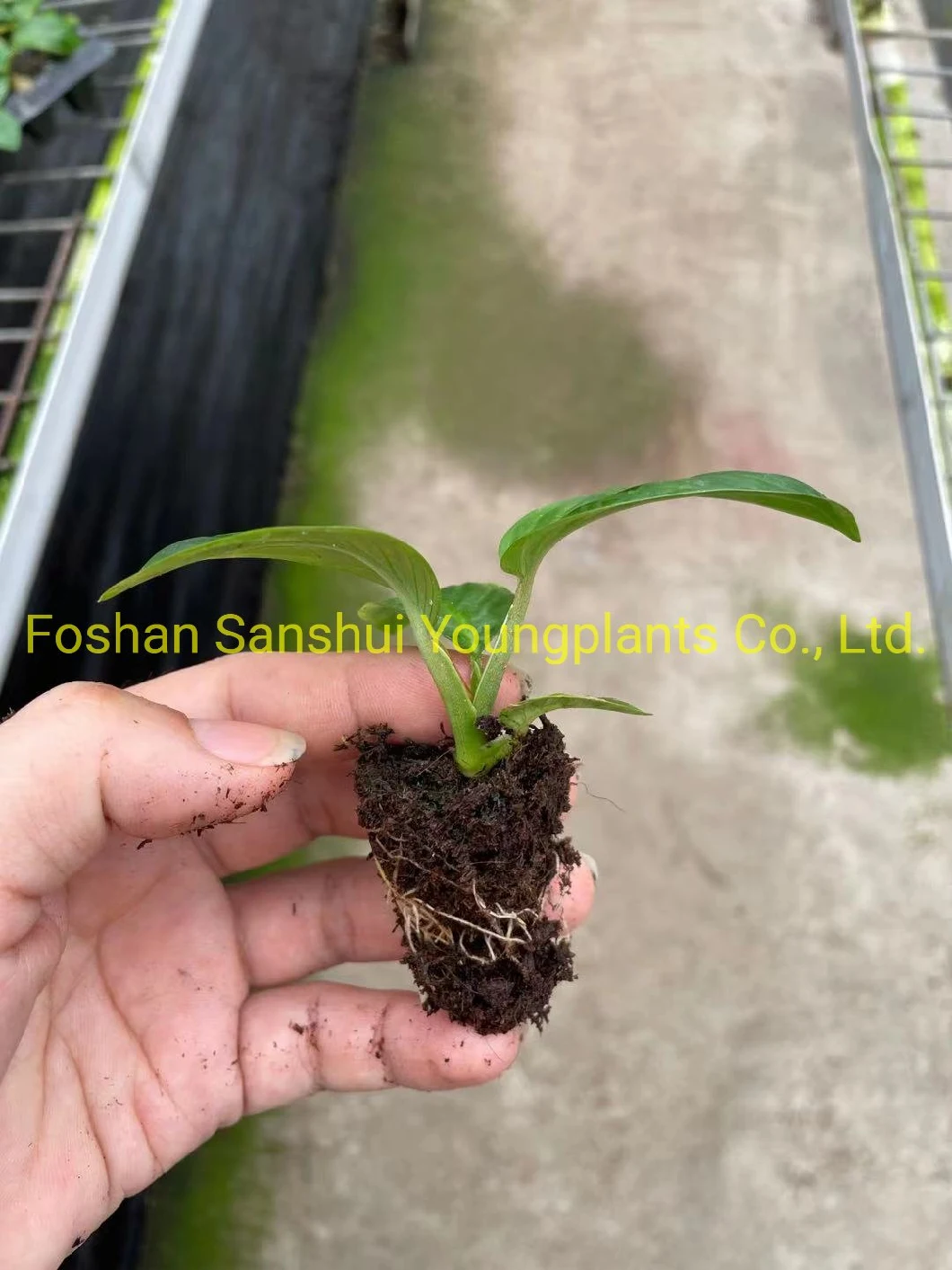 Xanthosoma Tissue Culture Young Natural Live Plant Import Wholewale From China