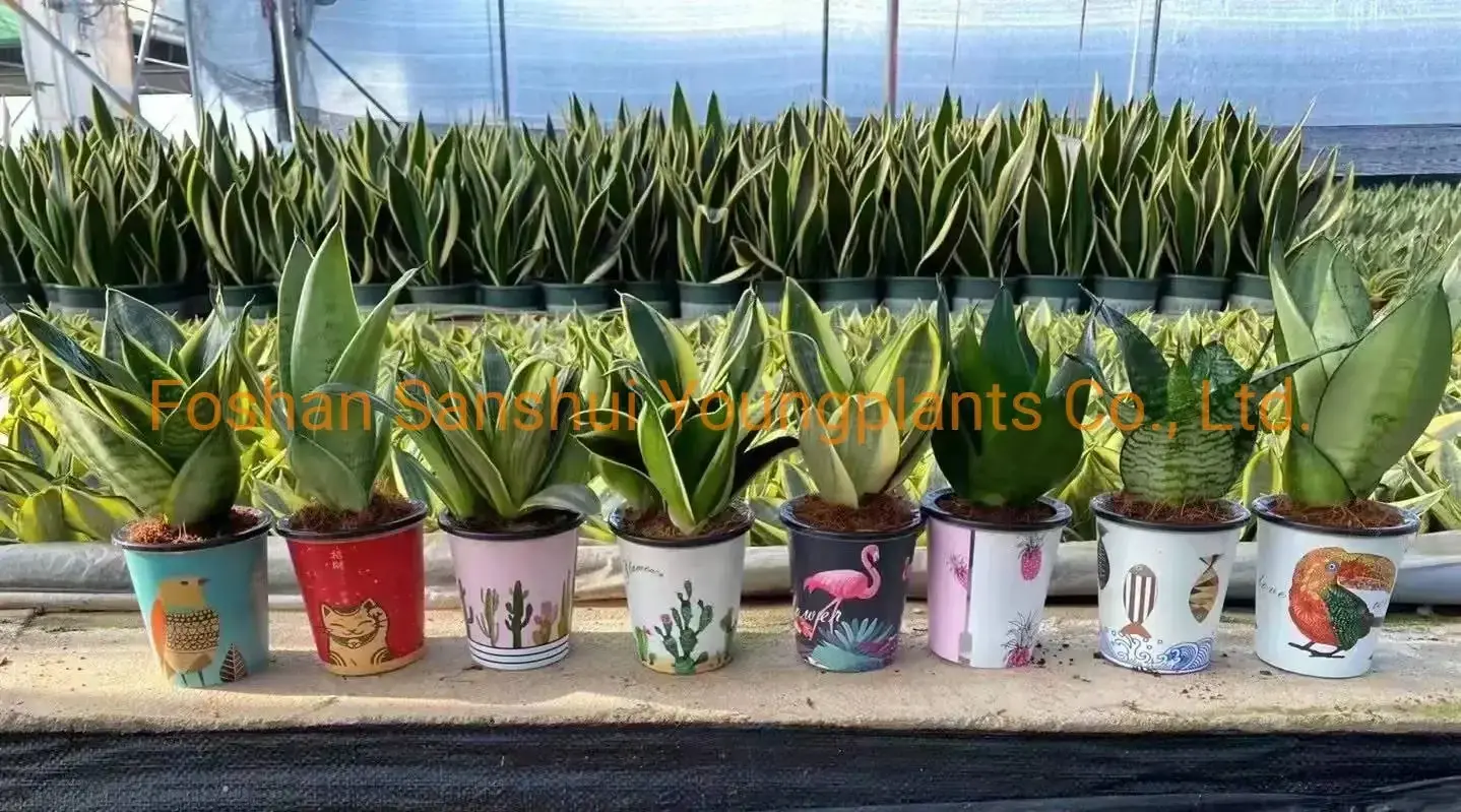 Sansevieria Stuckyi Bonsai: Upgraded Technology, Enhanced Performance 2