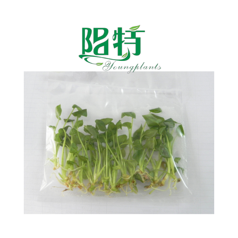 Foshan Youngpants | Gewebekulturpflanzen & Stecker Pflanzen Produkttyp Erläuterung 1