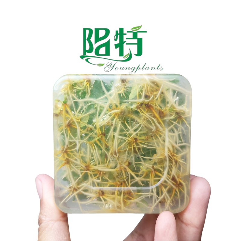 Foshan Youngpants | Gewebekulturpflanzen & Stecker Pflanzen Produkttyp Erläuterung 2