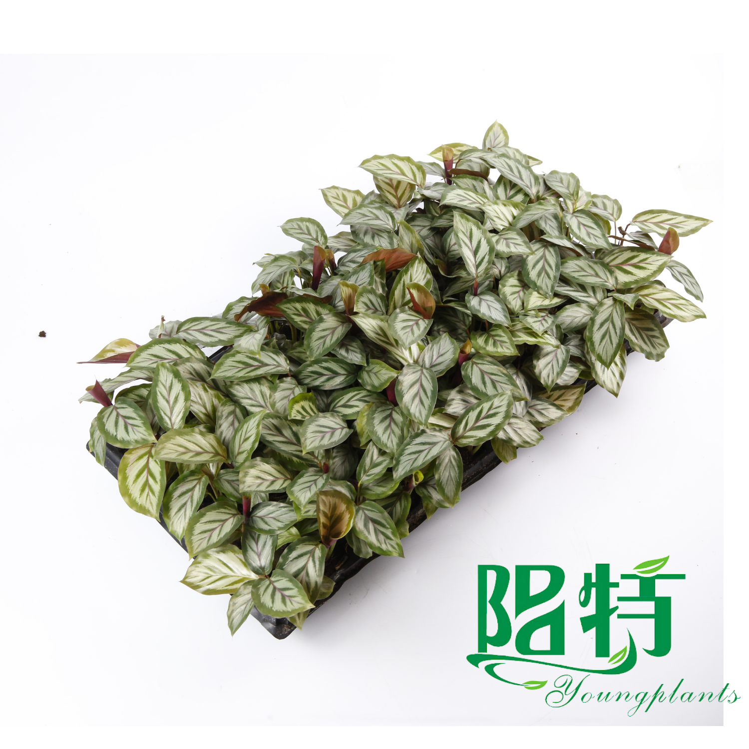 Foshan Youngpants | Gewebekulturpflanzen & Stecker Pflanzen Produkttyp Erläuterung 4