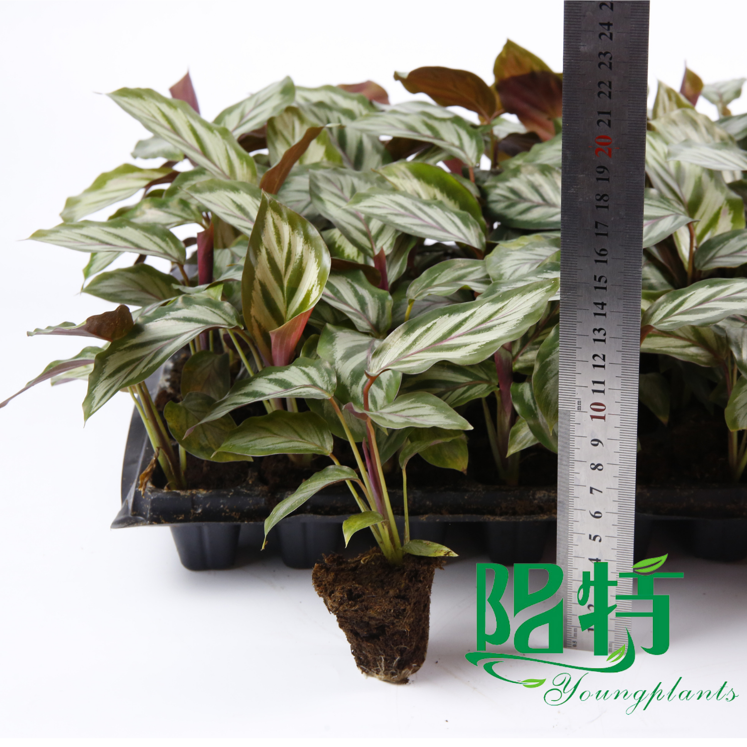 Foshan Youngpants | Gewebekulturpflanzen & Stecker Pflanzen Produkttyp Erläuterung 3