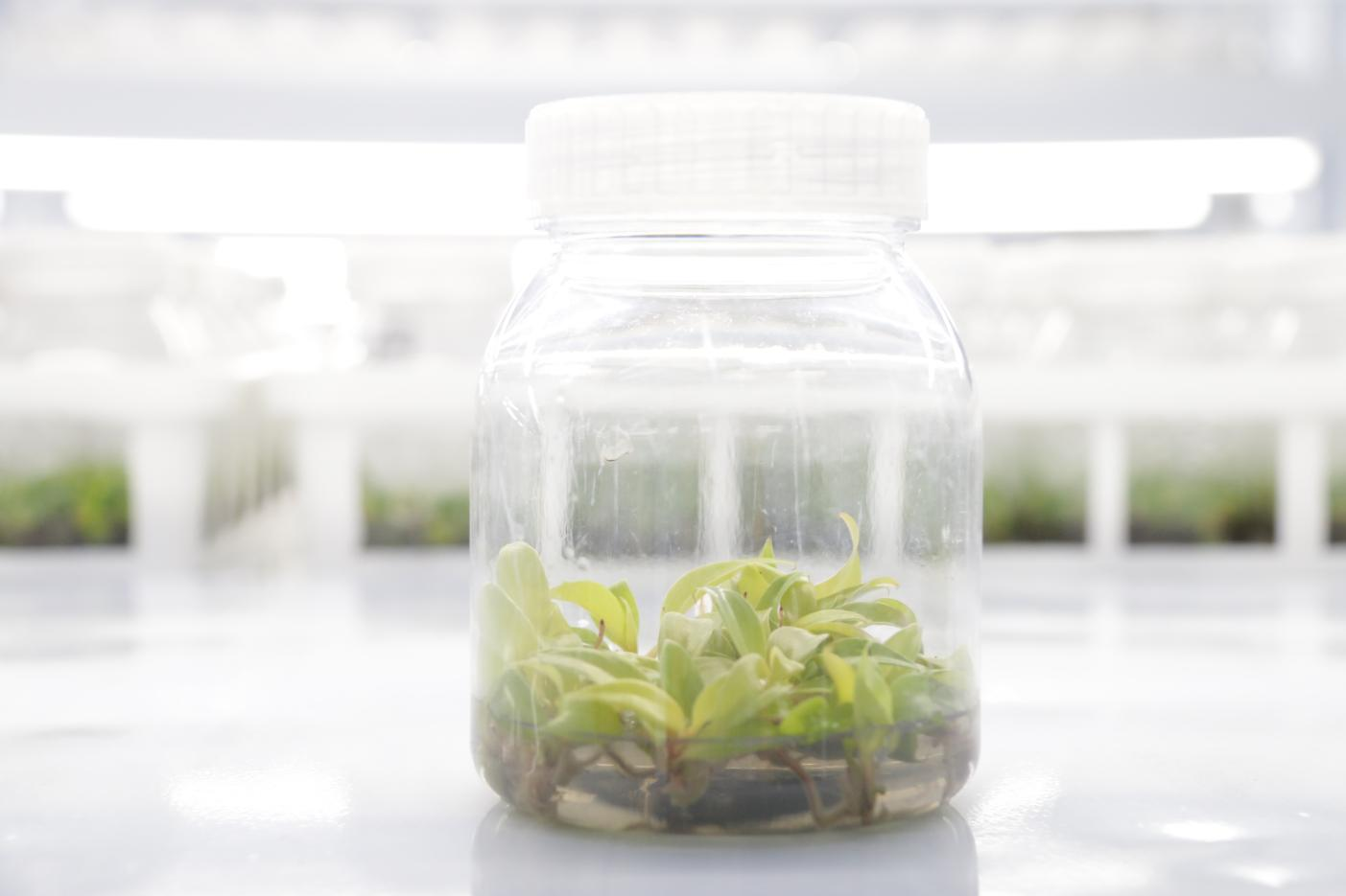 Usage of tissue culture technique