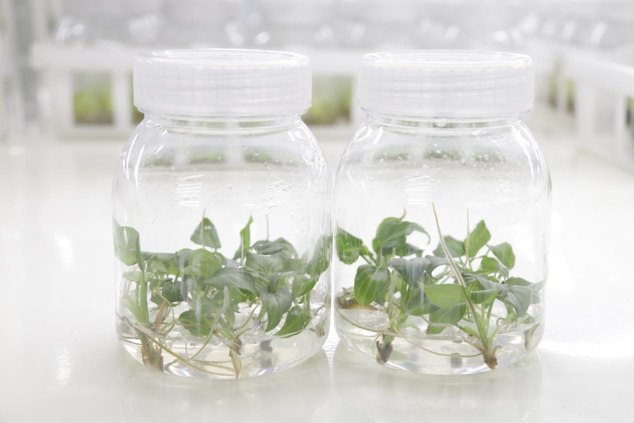 Tissue culture plant