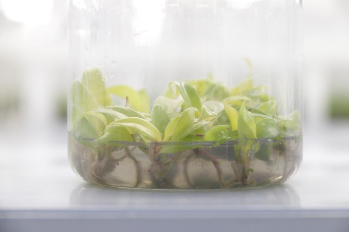 Tissue Culture Plants Vs. Potted Plants: What Is The Difference? 2