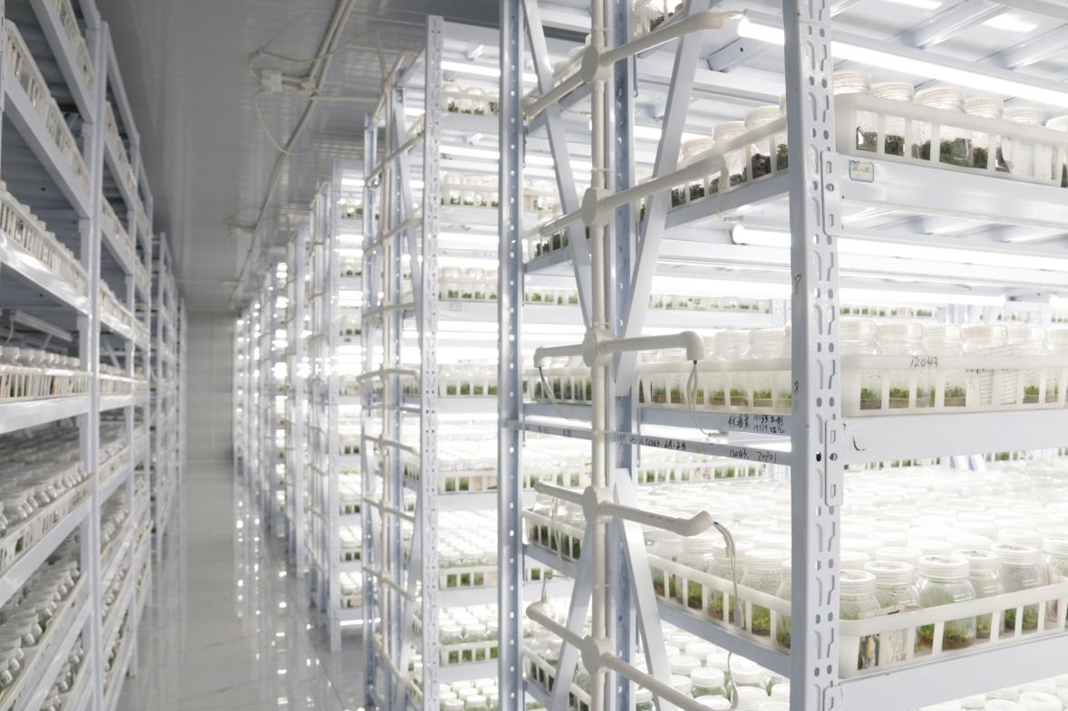 Tissue culture plant production