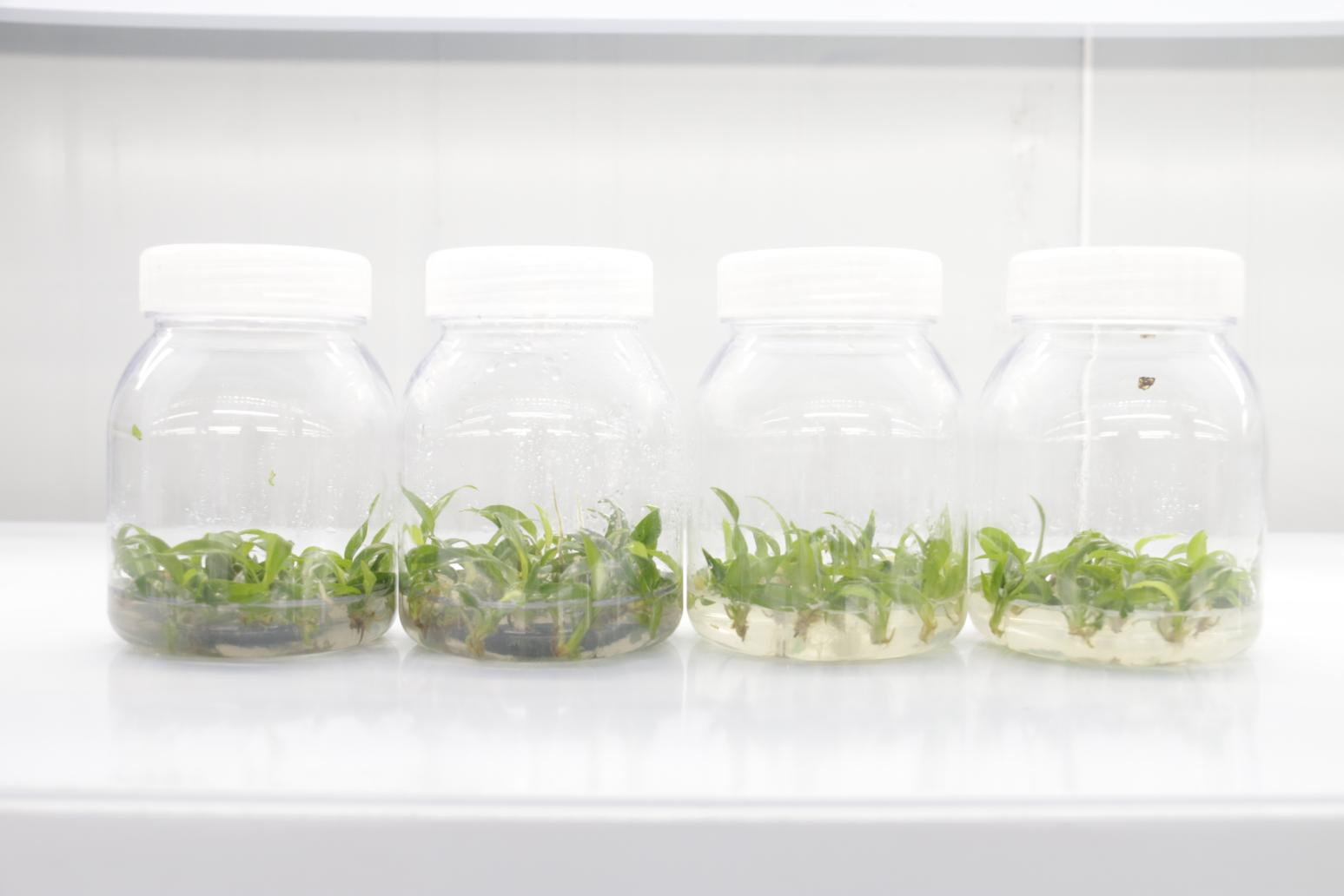 Wholesale Tissue culture plants