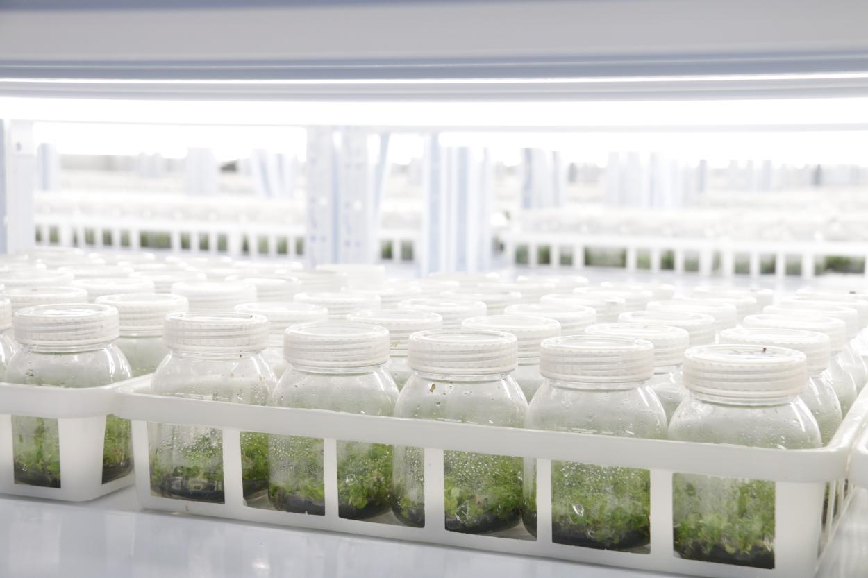 Tissue culture plants