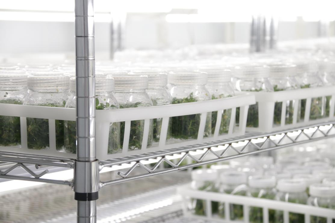 How Tissue Culture Plants Are Enhancing the Quality and Consistency of Ornamental Plants 3