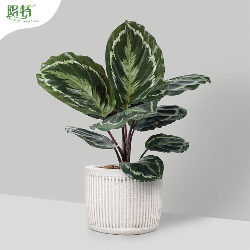 indoor plants & rare tropical plants wholesale