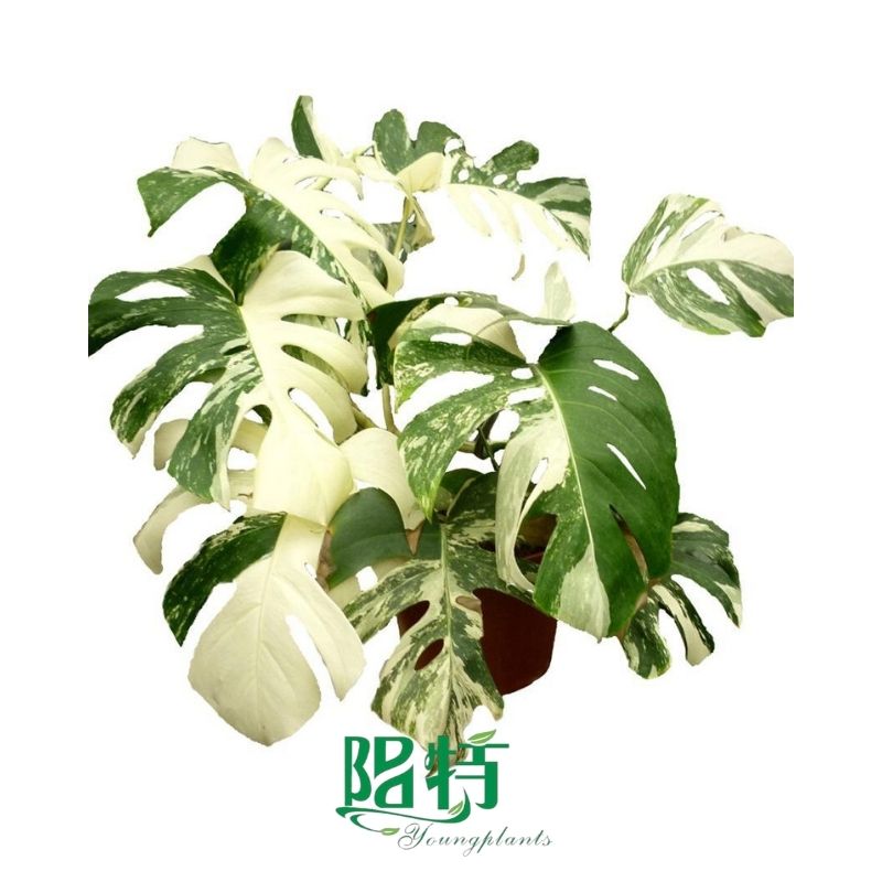 Monstera Plant for sale