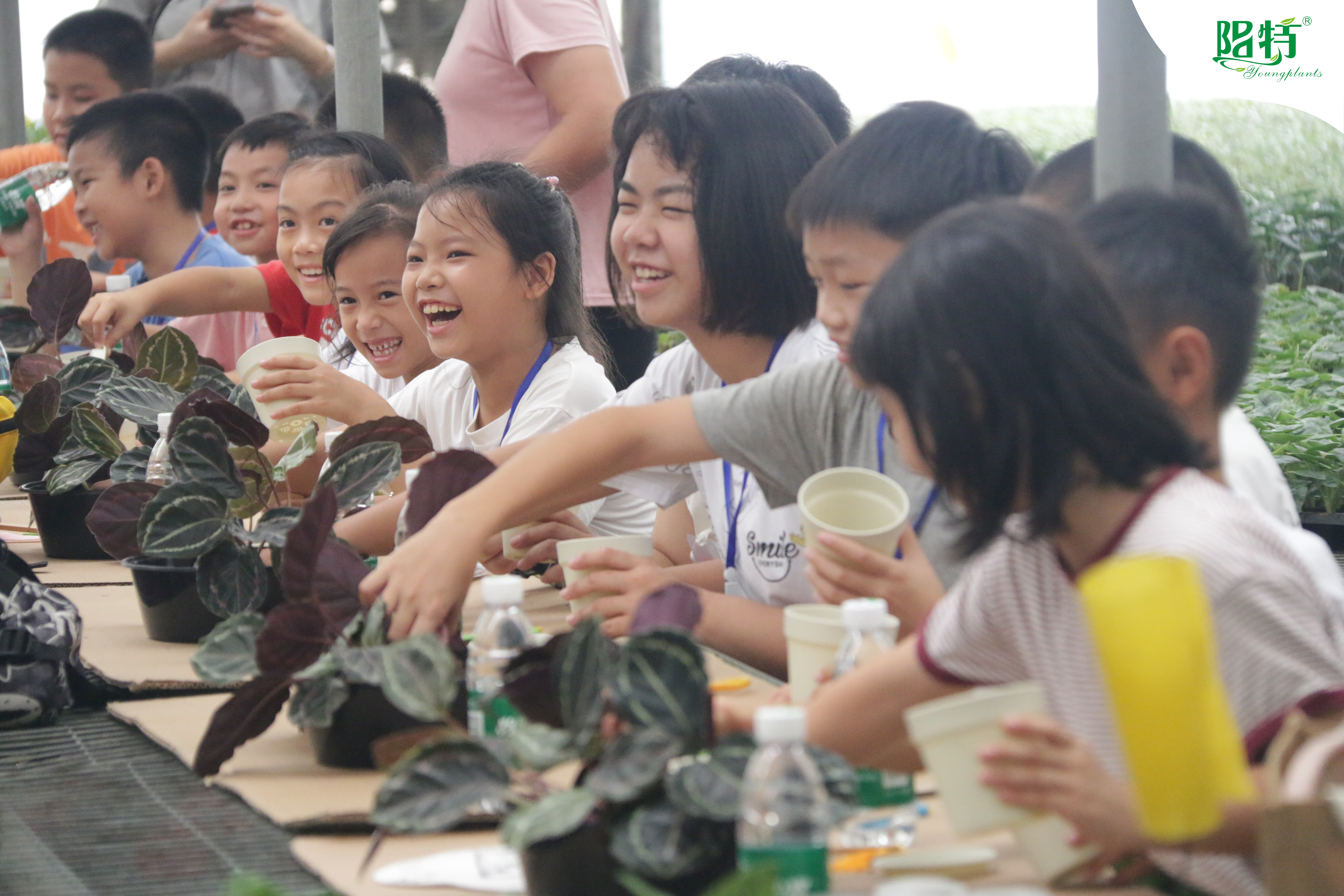Foshan Youngplants | Summer Workshop Inspires Young Minds with Hands-On Plant Tissue Culture and Propagation 4