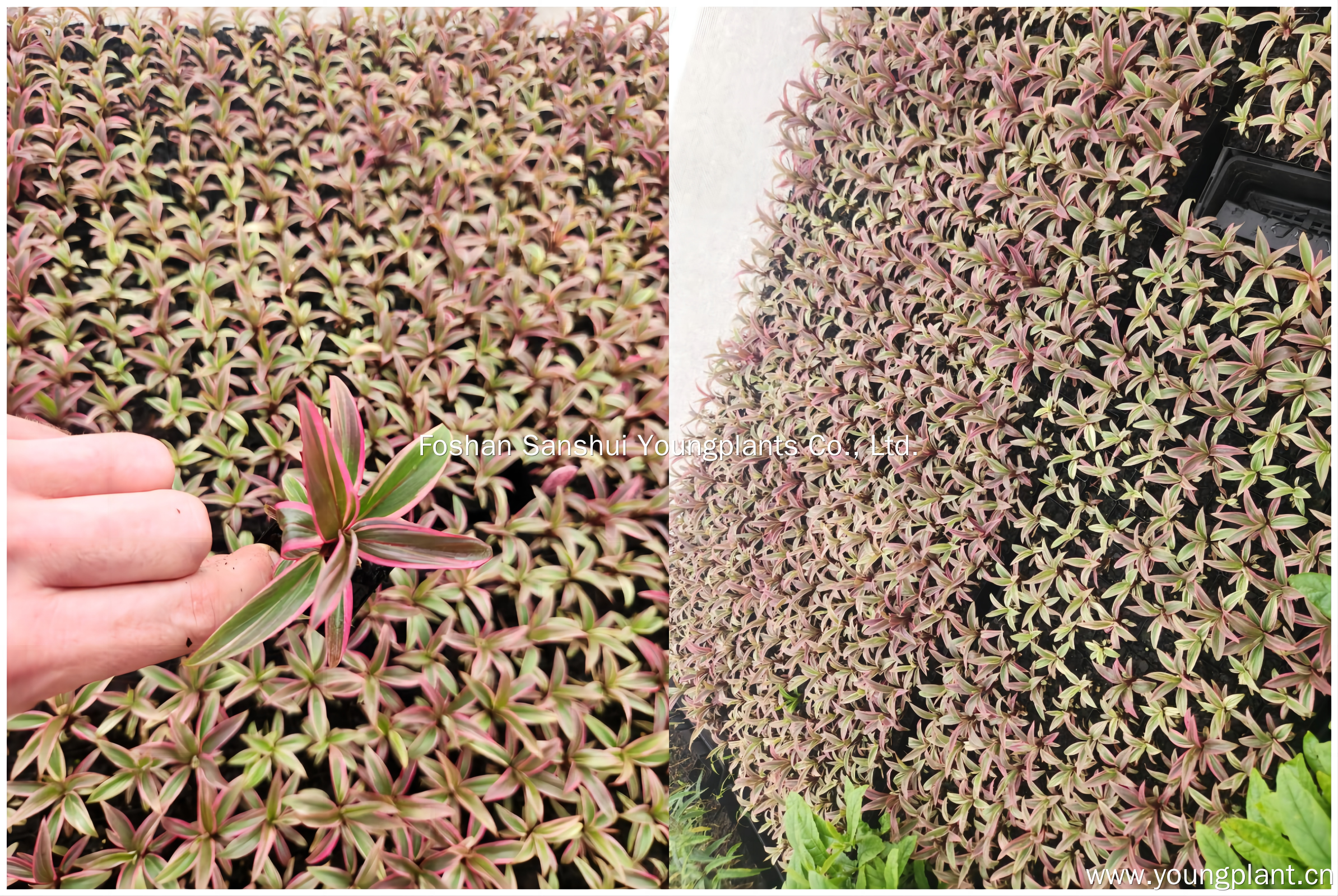 Foshan Youngplants | Successful Cordyline Tissue Culture Plants in Australia 3