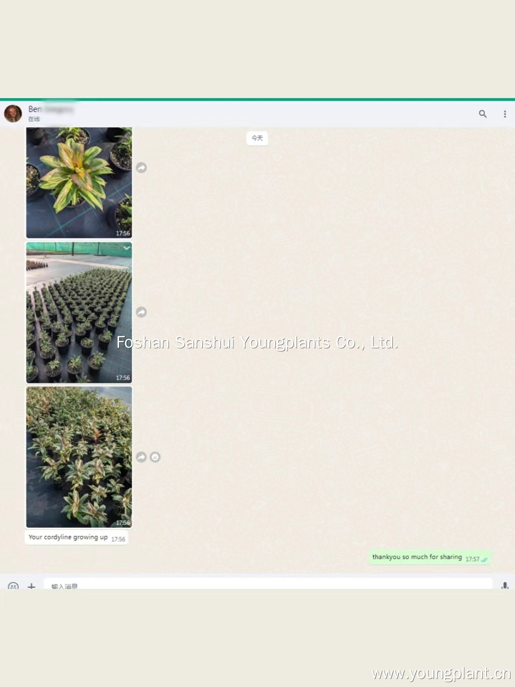 Foshan Youngplants | Successful Cordyline Tissue Culture Plants in Australia 5