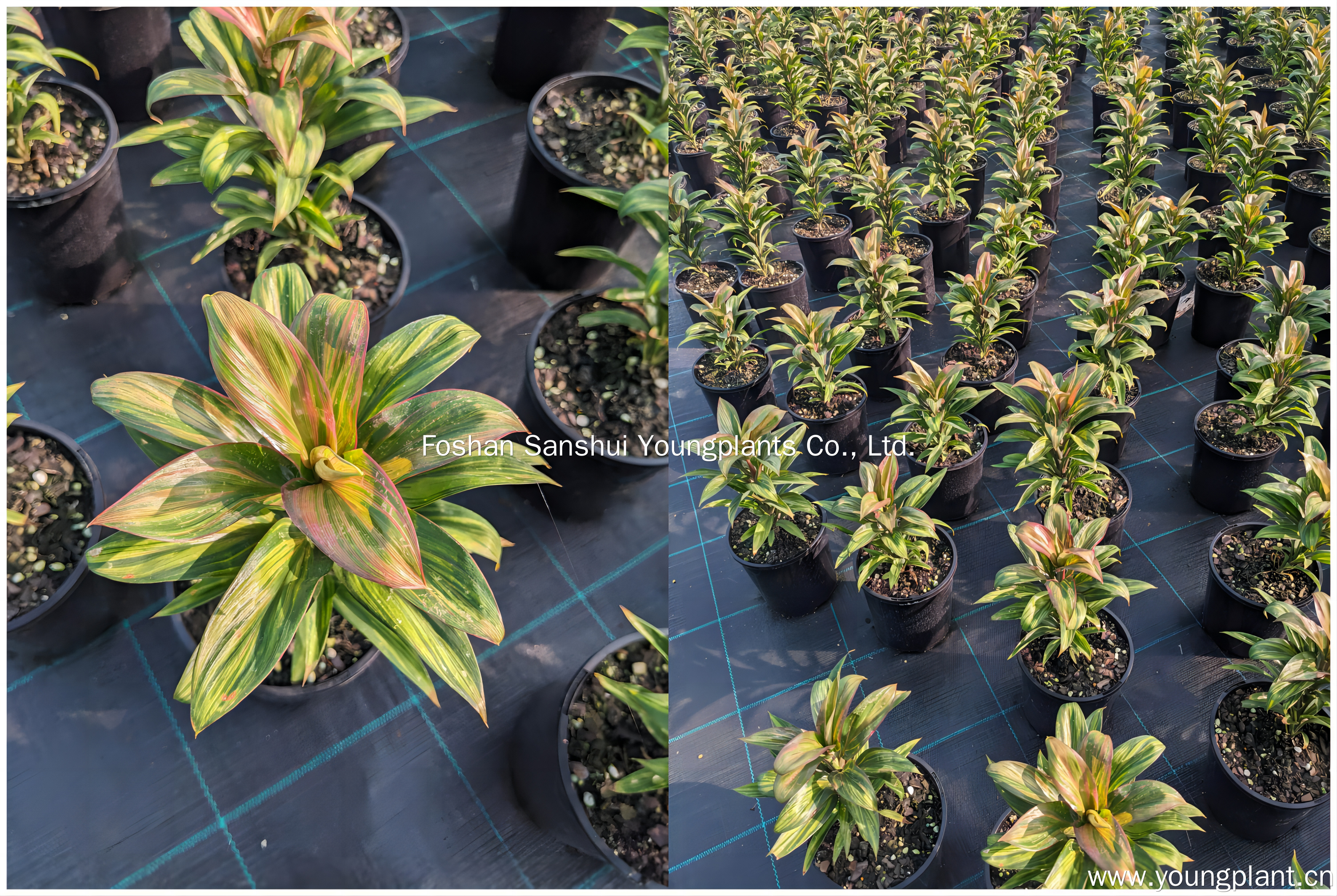 Foshan Youngplants | Successful Cordyline Tissue Culture Plants in Australia 1