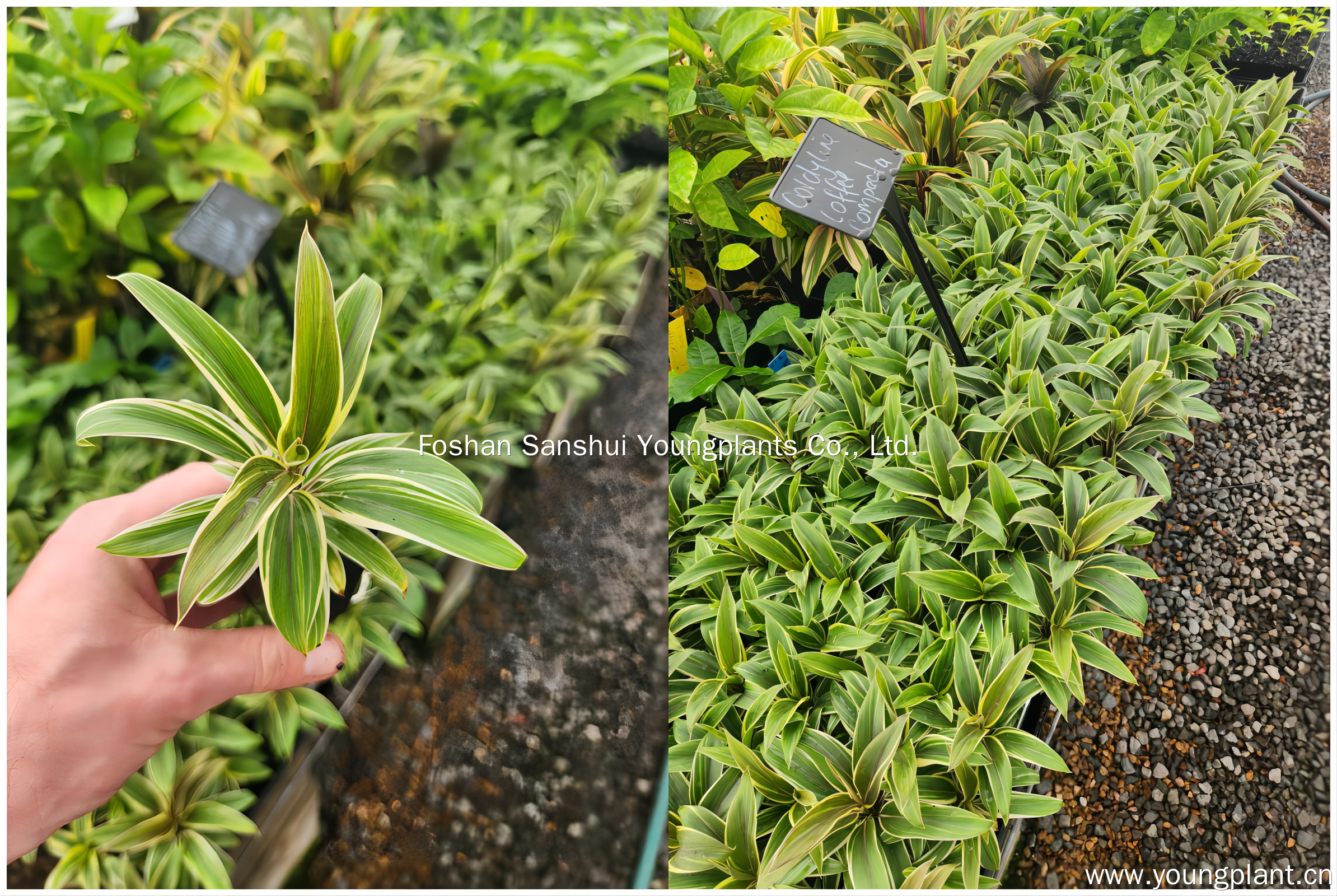 Foshan Youngplants | Successful Cordyline Tissue Culture Plants in Australia 2