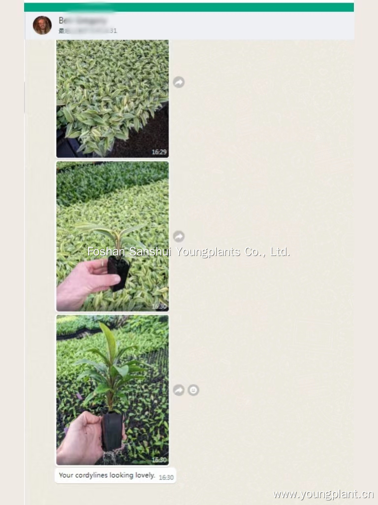 Foshan Youngplants | Successful Cordyline Tissue Culture Plants in Australia 4