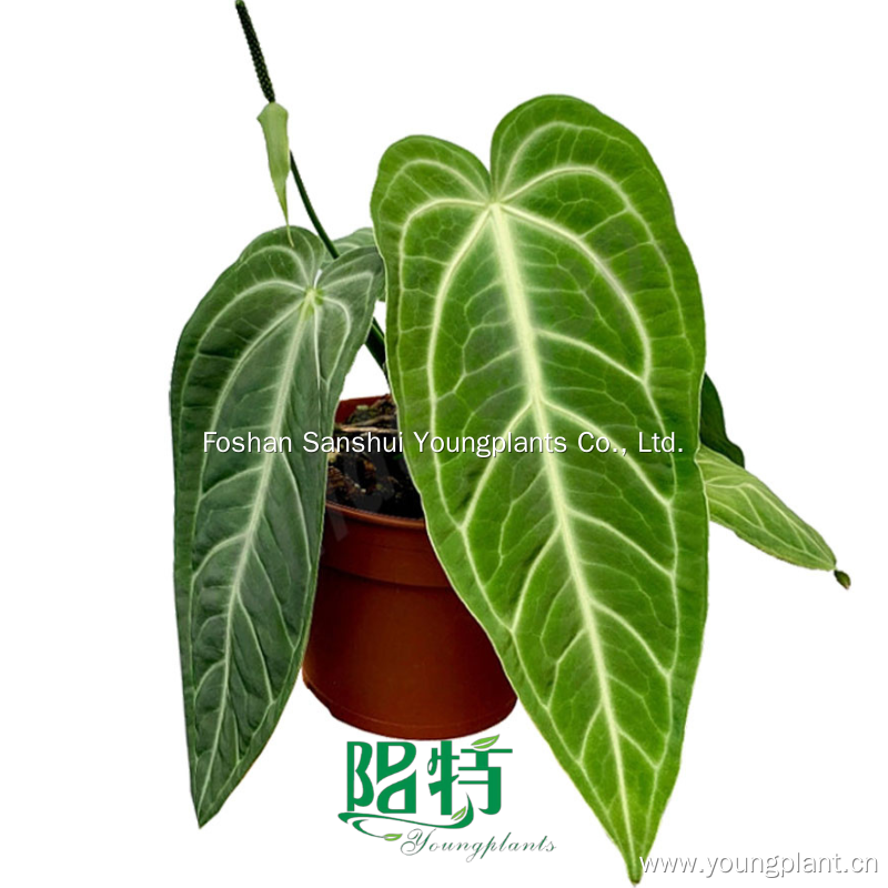 Igayidi eya kumasiko ama-anthurium izicubu - konke okufanele ukwazi! 1